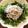 Loomer's cooksnap of when they made 簡単★水菜わかめしらすのさっぱりサラダ.
