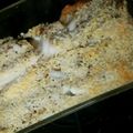xiahmana's cooksnap of when they made グリル焼き★タラとポテトの牛乳グラタン♬.