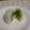 yuusagi's cooksnap of when they made キウイ大福.