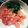 クックS3KLCL☆'s cooksnap of when they made ニラトマトキムチおひたし.