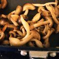 らきらり's cooksnap of when they made お弁当に☆香るシメジ.