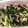 クック4T8KDN☆'s cooksnap of when they made 簡単もう一品！ほうれん草の海苔酢和え.