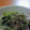 のじまさん's cooksnap of when they made 水菜のわさびしょうゆ和え.