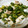 ゆきんこ2001's cooksnap of when they made ＊葉ごぼうと豚肉の炒め煮＊.