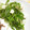 おっちむ＊'s cooksnap of when they made みず菜とおかかとチーズ和え.