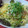 ☆junjun☆'s cooksnap of when they made さっぱり☆簡単　大根おろしとツナのパスタ.