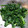 クックQNOM99☆'s cooksnap of when they made ほうれん草の定番☆ごま和え.