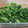 yuriko115's cooksnap of when they made 菜の花のツナマヨ和え.