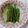 イチゴ、イチゴ。's cooksnap of when they made 絹さやの胡麻和え☆.