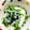 kana叶's cooksnap of when they made *水菜&とろろのじゃこ下ろし和え*.