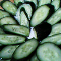 クックA3JI8B☆'s cooksnap of when they made 簡単 シンプルなきゅうりのお漬物.