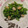 クックQQ2GDG☆'s cooksnap of when they made 春 （菜の花）とあさりの出汁おひたし.