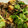Macaw's cooksnap of when they made ぱぱっと！茄子と牛肉の炒め煮.