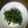 クック1009's cooksnap of when they made 茎レタスの葉っぱの炒めもの.