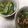 クックI6NLMD☆'s cooksnap of when they made 小松菜のごまあえ & おひたし☆.