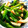 Jyohana's cooksnap of when they made 節約料理‼︎竹輪とピーマンの韓国風炒め.