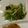 さぁ★たぁ★'s cooksnap of when they made 水菜の森のプルコギ.
