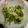 ねこつぐら's cooksnap of when they made サックサク！ふきのとう天ぷら☆.