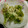 ねこつぐら's cooksnap of when they made サックサク！ふきのとう天ぷら☆.