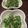 liarra's cooksnap of when they made シラスとピーマンの油なしシンプル炒め.