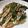 花団子＊'s cooksnap of when they made チーズ香る！お豆腐たっぷりお好み焼き♪.