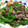 machi5111's cooksnap of when they made 簡単！うまし！ピーマンと牛肉の和え物.