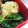 クックJDRLCG☆'s cooksnap of when they made ほうれん草のおひたし.
