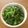 ☆Miyuki♪'s cooksnap of when they made **春の味！菜の花のマスタード和え**.