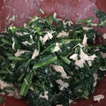 クックMZSCOC☆'s cooksnap of when they made 簡単♪ほうれん草のツナマヨ合え★お弁当.