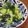 Jaye's cooksnap of when they made レンジで茎も☆ブロッコリーの塩麹.
