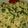 クック198ADR☆'s cooksnap of when they made とりひき肉の味噌そぼろ☆.