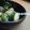 shina♡'s cooksnap of when they made 子供絶賛！胡瓜の浅漬け♪.