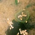 ♥ミルクティ♥'s cooksnap of when they made わかめとねぎの味噌汁.