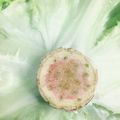 桜春花's cooksnap of when they made レタスをシャキシャキに保存する方法.