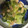 チューリップ0907's cooksnap of when they made キャベツの中華風野菜炒め♪簡単.