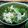 amaco・'s cooksnap of when they made みつ葉と大根のシャキシャキツナサラダ.