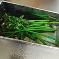 ｱｲﾊﾅ's cooksnap of when they made わらびの下ごしらえ.