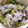 ♡ЁМi♡'s cooksnap of when they made キュウリと大根のゆかり和え.
