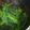 jimi8823's cooksnap of when they made 菜の花のおひたし　簡単、早い！.