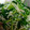 クック6M60VP☆'s cooksnap of when they made ほうれん草とエノキのごま和え.