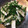 Tropicana✧'s cooksnap of when they made せりと大根のおひたし・・・.