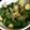 きなめし's cooksnap of when they made ごまきゅうり.