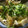 低カロ探検隊's cooksnap of when they made 麩と三つ葉の卵とじ(麺つゆ使用).