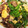はつポン's cooksnap of when they made 牛肉と菜の花のオイスター炒め.