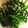 黒めんぼう's cooksnap of when they made 減塩☆菜の花とシーチキンのささっと炒め.