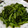 saorinrin2's cooksnap of when they made ✿｡･ﾟのらぼうのバター醤油炒めﾟ･｡✿.