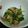 ホヌ・アヌエヌエ's cooksnap of when they made 簡単‼豆苗のツナおひたし.