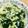 max4995's cooksnap of when they made キャベツとワカメのナムル.