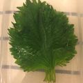 jun_haj's cooksnap of when they made 摘みたてよりシャッキリ⁈大葉の保存方法.