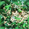 gotch76122's cooksnap of when they made 【話題の野菜】アイスプラントバターソテー.
